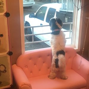 Meet your Posher, onesimo